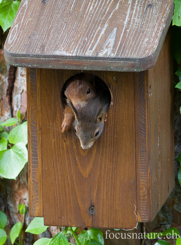 Ecureuil 2626.jpg - Ecureuils roux Sciurus vulgaris: plusieurs petits sont nés dans ce nichoir, cette année! (Ermitage, Genève, Suisse, mai 2013)